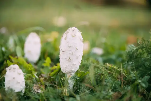 Organic Coprinus Comatus Powder for Immune Support
